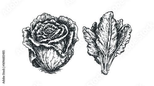 Pristine illustration of a head of lettuce and a single lettuce leaf. Vector hand drawn illustration