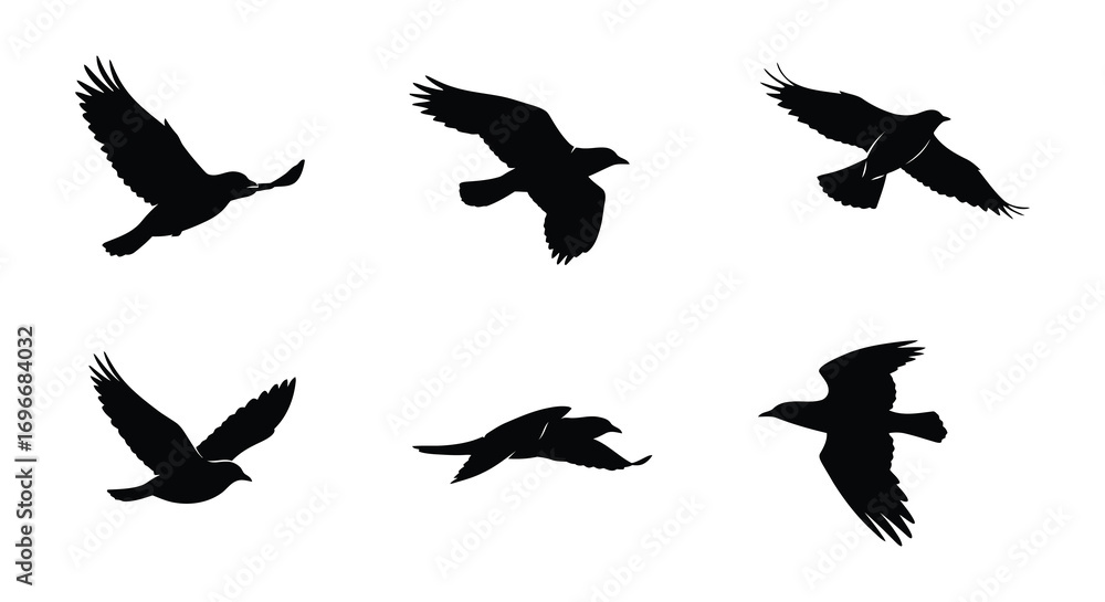 Obraz premium birds in flight captured with artistic shadow silhouette