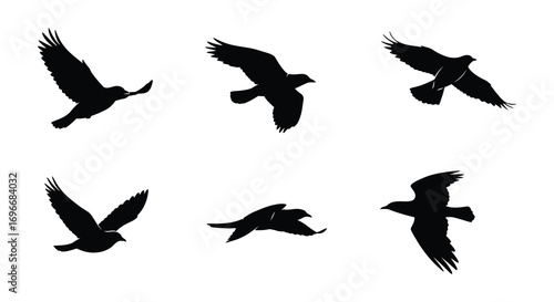 birds in flight captured with artistic shadow silhouette