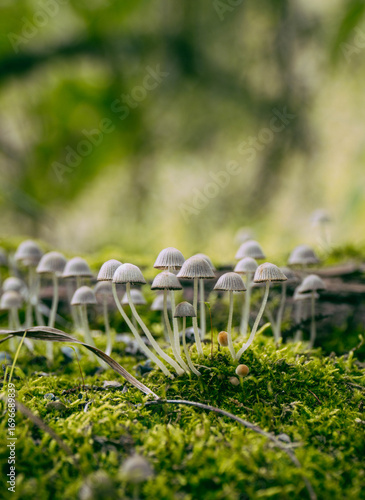 The Coprinellus disseminatus mushroom on a tree	