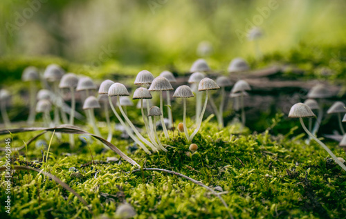 The Coprinellus disseminatus mushroom on a tree	