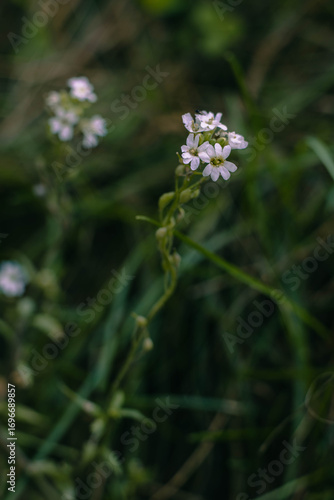 Flowering of the berteroa incana plant