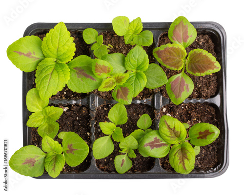 Coleus seedlings in plastic tray isolated on white. Sprouts of ornamental garden plants with brightly colored foliage. Top view. Gardening, houseplant care concept.