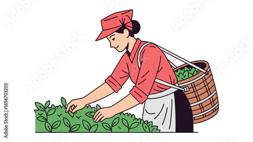 Tea Picker at Work: In this illustration, a tea picker diligently harvests fresh leaves, embodying the essence of traditional tea cultivation and the dedication behind this timeless beverage.