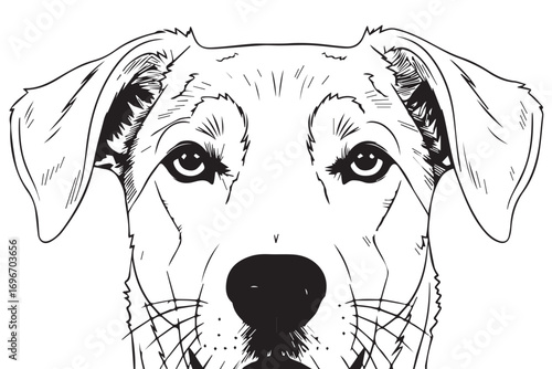 Line art drawing of a dogs face with alert eyes and floppy ears infected Rabies