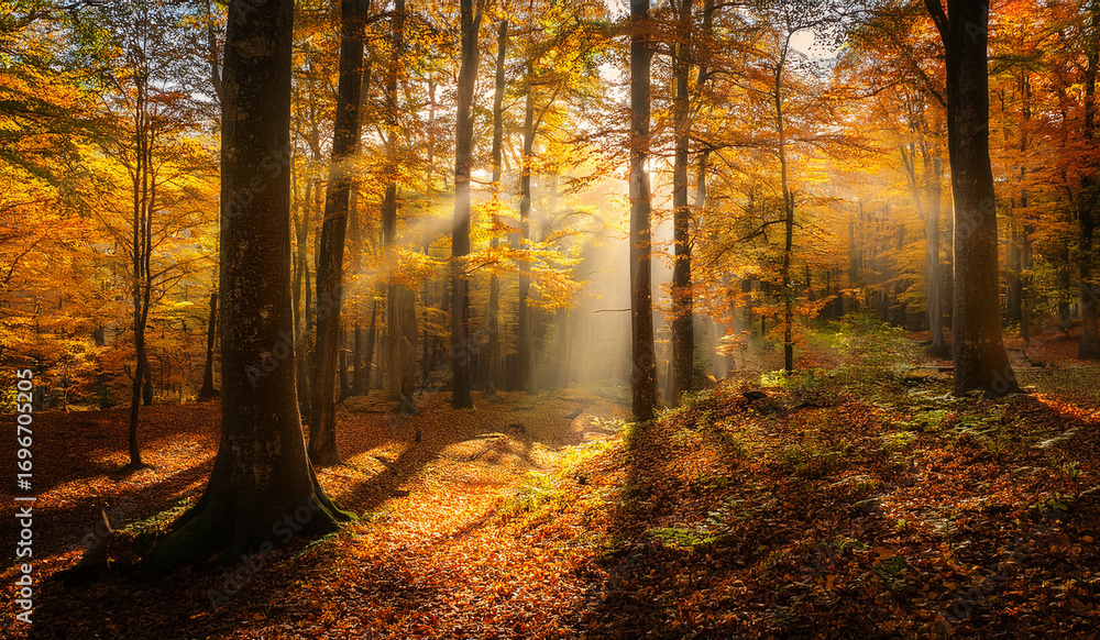 Fototapeta premium Sunbeams filter through the golden canopy of an autumn forest, illuminating fallen leaves carpeting the woodland floor in a breathtaking display of natural beauty