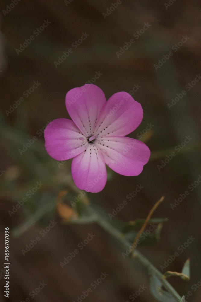 Fototapeta premium flower