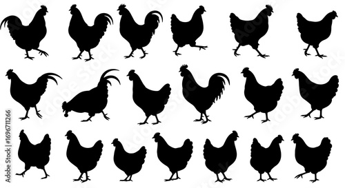 Chicken Set Silhouette Vector Illustration , Animal Farm Set Vector