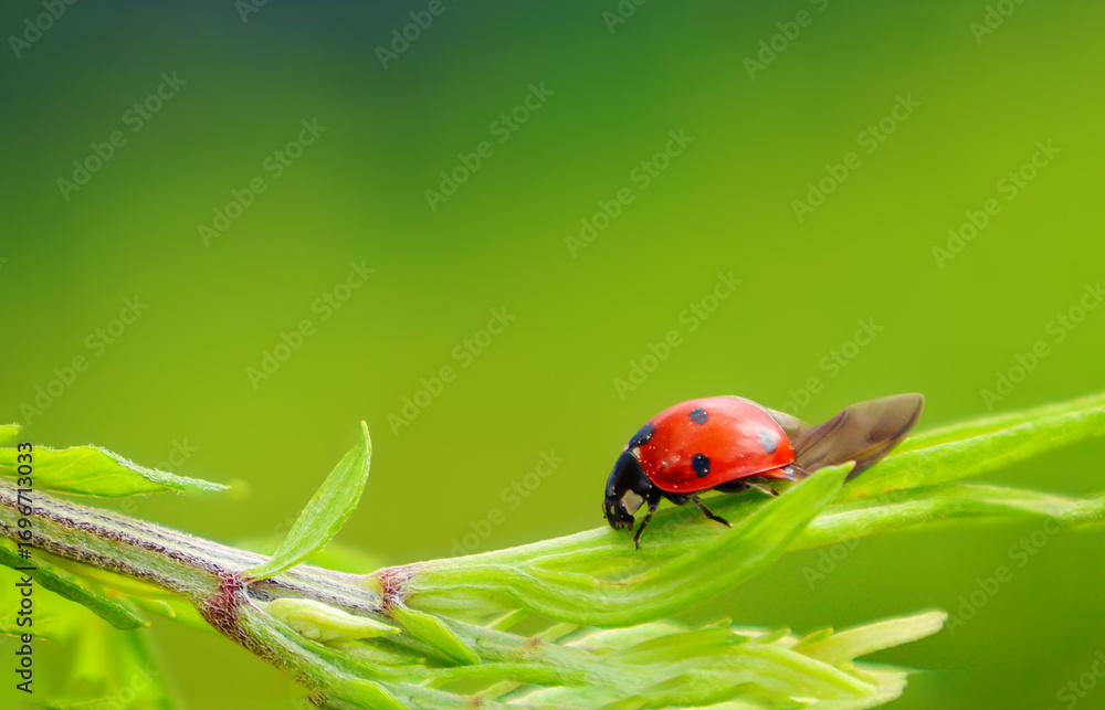 Obraz premium Close-up of a red ladybug with black spots crawling on a green plant stem with wings partially open, set against a soft green background. A symbol of luck and natural pest control.