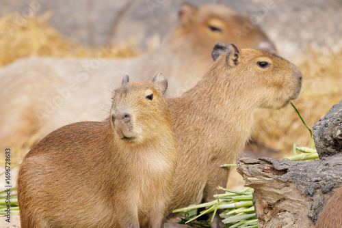 Group of capybara eating vegetable during day time