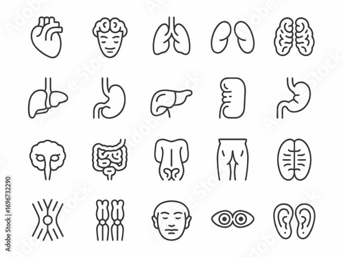 Collection of thirty medical organ line icons for digital health and anatomy vector graphics