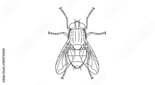 Detailed overhead view illustration of a housefly insect showing all its legs wings and body anatomy
