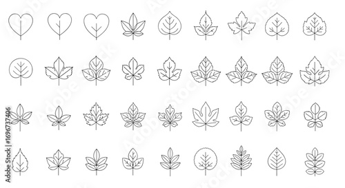 Collection of hand drawn vector botanical leaf shapes and natural elements for organic designs