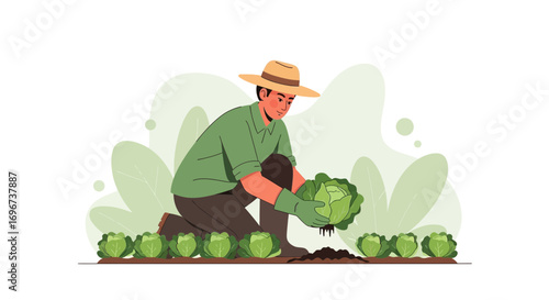 A Farmer Carefully Harvesting Fresh Cabbage from the Field Agriculture Concept Illustration