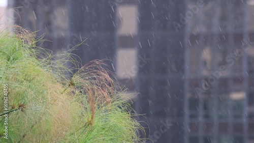 Rain Falls On Green Rooftop Plant In Generic Downtown