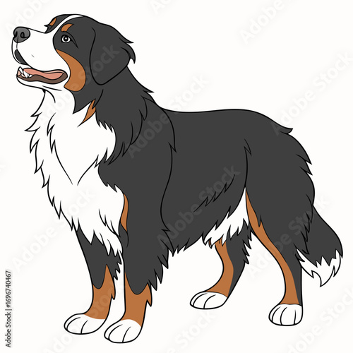 Bernese mountain dog cartoon illustration