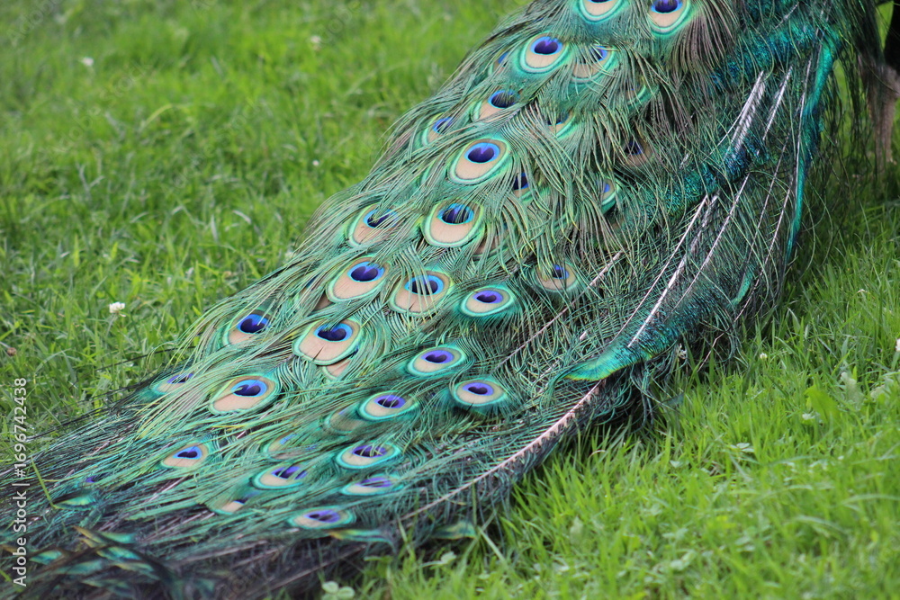 Obraz premium Peacock feathers up close