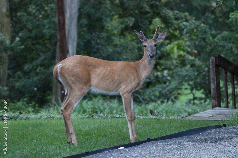 Fototapeta premium Young Buck Deer hanging out