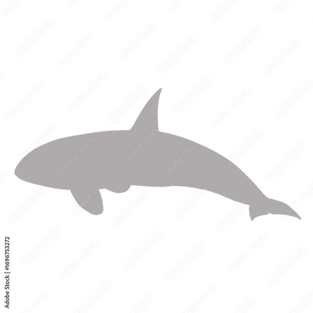 Fototapeta premium Gray orca killer whale silhouette against black background silhouette