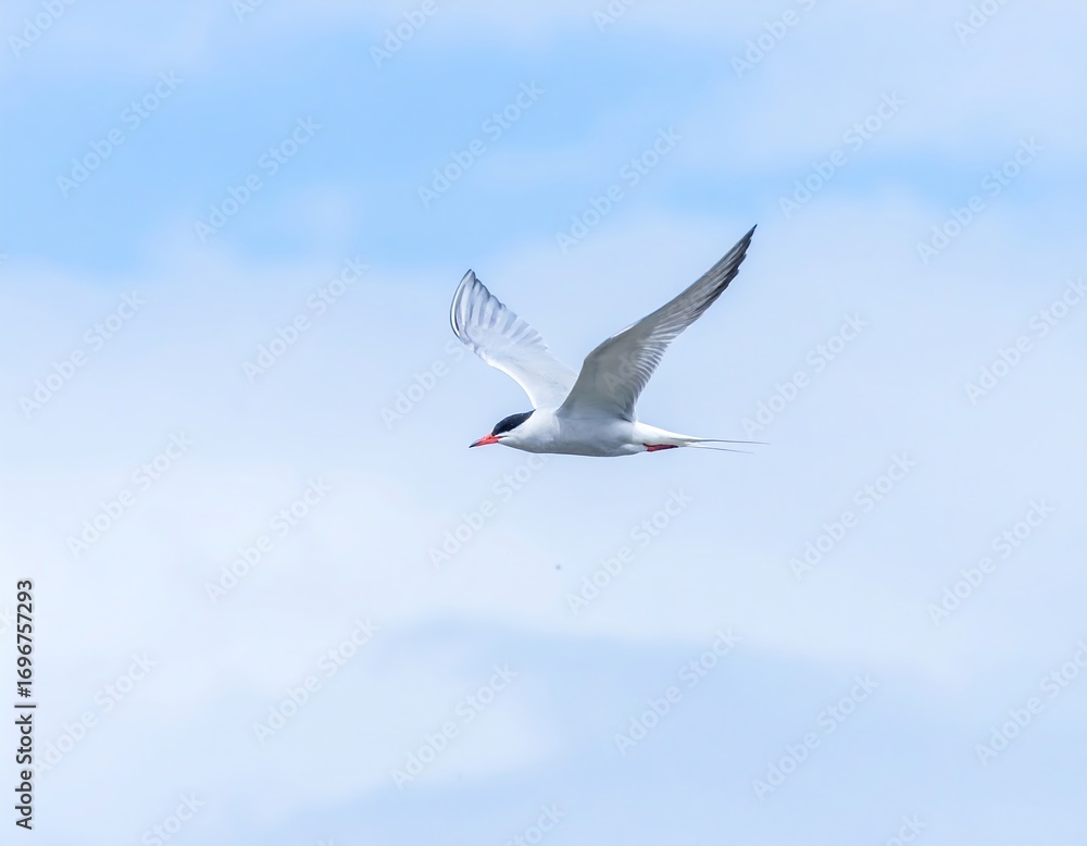 Obraz premium A small bird soars through a pale blue sky
