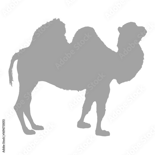 Camel silhouette on a black background
