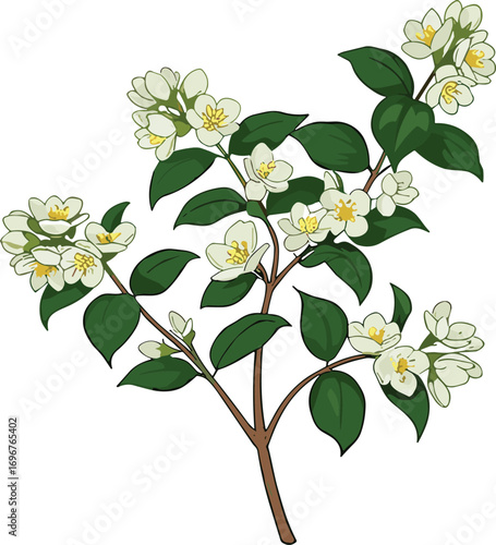 Botanical illustration, flowering plant branch, white blossoms with yellow centers, green ovate leaves, detailed nature drawing, floral art, botanical print, plant identification artwork