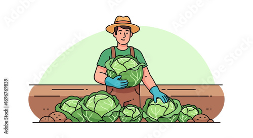 Farmer Harvesting Fresh Cabbage in a Field Under a Bright Sunlight Cartoon Illustration