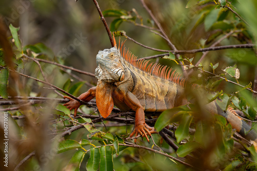 Green Iguana in natural habitat in Florida