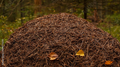 Photography Large anthill close-up in a green forest. Nature.