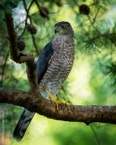 A Cooper's Hawk perched in a pine tree