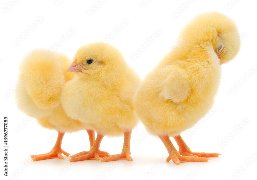 Fototapeta premium Three fluffy yellow chicks isolated on white background