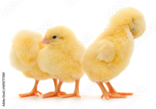 Wallpaper Mural Three fluffy yellow chicks isolated on white background Torontodigital.ca