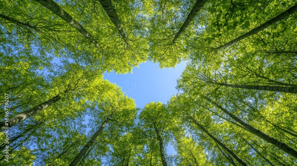 Fototapeta premium Green trees and blue sky low angle view