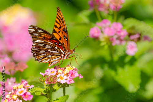 A Gulf Fritillary butterfly feeding on lantana