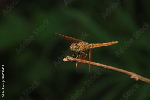 Φωτογραφία A scientific capture of the orange-winged groundling dragonfly , belonging to the order Odonata and family Libellulidae