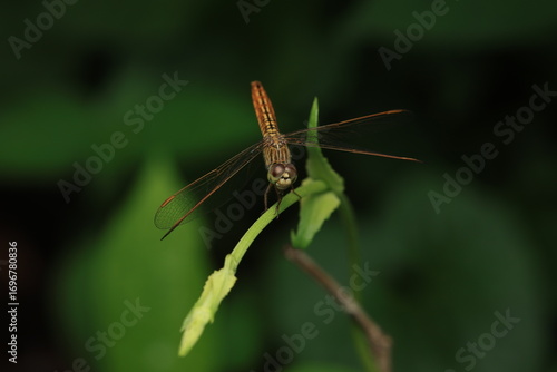 Εκτύπωση καμβά A capture of the orange-winged groundling dragonfly, belonging to the order Odonata and family Libellulidae
