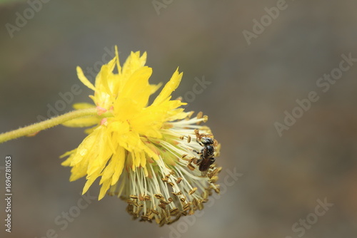 This image shows a stingless bee (Apidae, order Hymenoptera), a small pollinating insect with a dark hairy body and two pairs of transparent wings. The bee is perched on a yellow flower, 