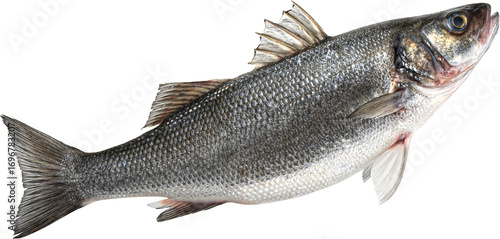 Raw sea bass fish isolated