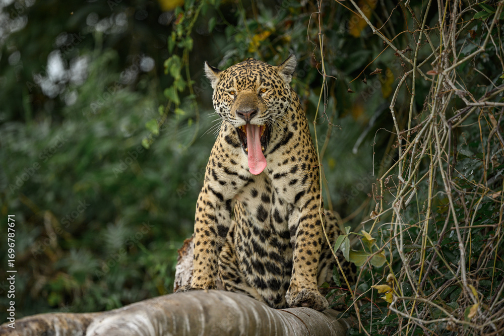 Fototapeta premium Jaguar