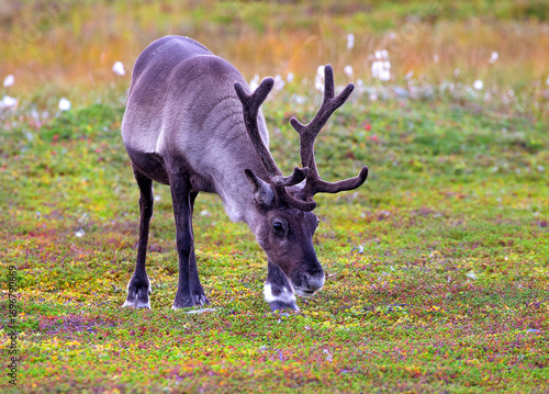 Pretty reindeer grazing on the tundra by the Sea of Batrens above Arctic Circle, Norway 