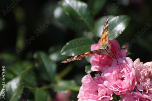 Red admiral (Atalanta Vanessa) Butterfly