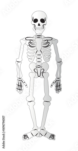Skeleton on a white background, element of the Halloween holiday - Vector illustration