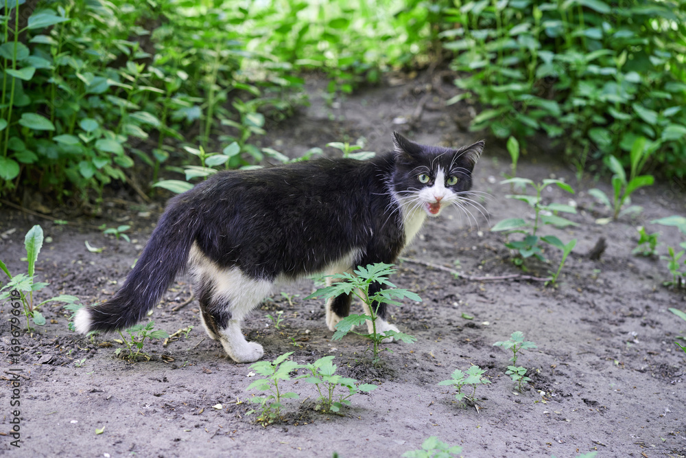 Obraz premium Black and white cat exploring outdoors in green garden setting with curious expression.