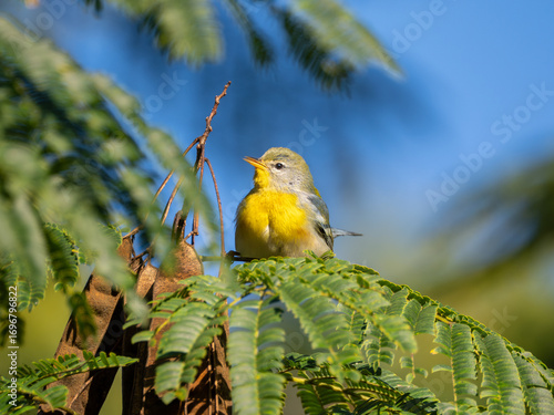 Northern parula bird perched on Mimosa tree