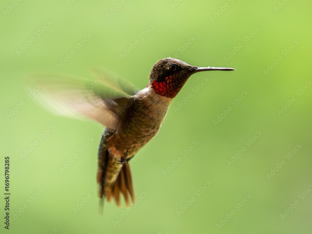 Fototapeta premium Ruby-throated hummingbird in flight with blurred wings due to slow shutter speed