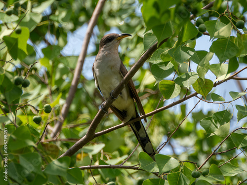 Yellow-billed cuckoo perched on a limb