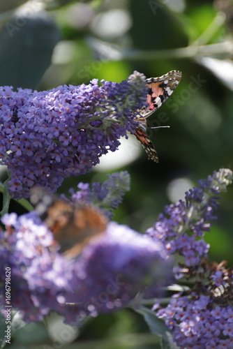 Red Admiral (Atalanta Vanessa) Butterfly