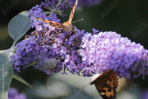 Red Admiral (Atalanta Vanessa) Butterfly