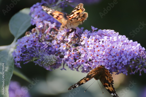 Red Admiral (Atalanta Vanessa) Butterfly