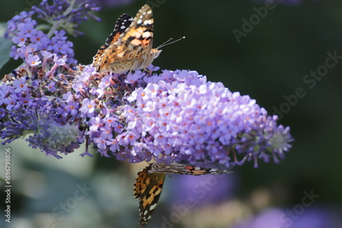 Red Admiral (Atalanta Vanessa) Butterfly